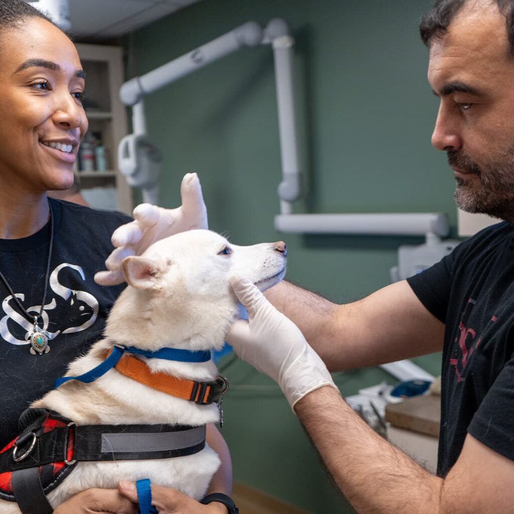 Pet Dental Services