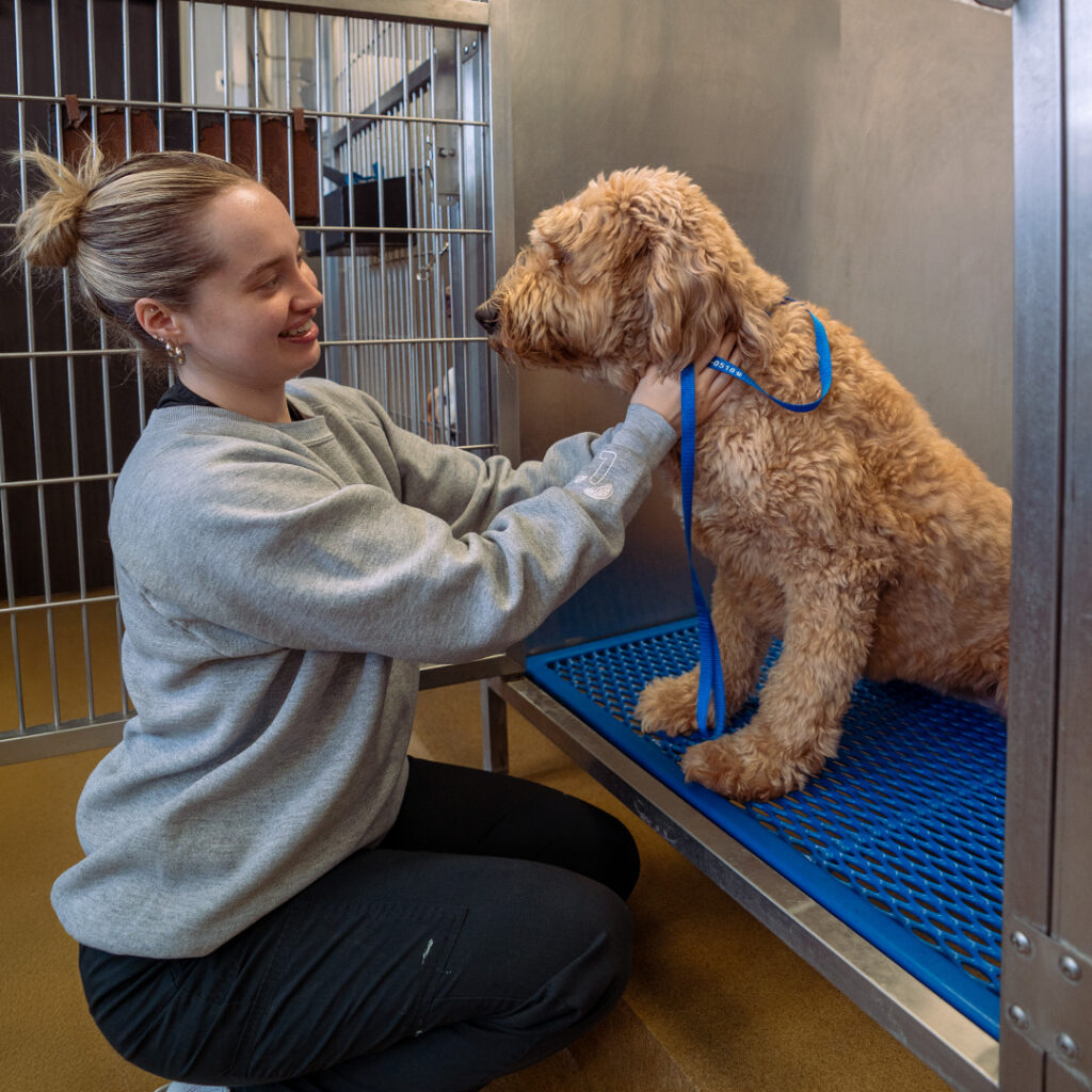 Pet Boarding